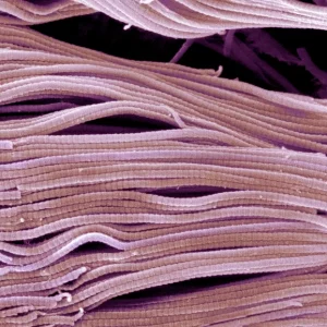 Collagen Supplements, Facts or just Hype?